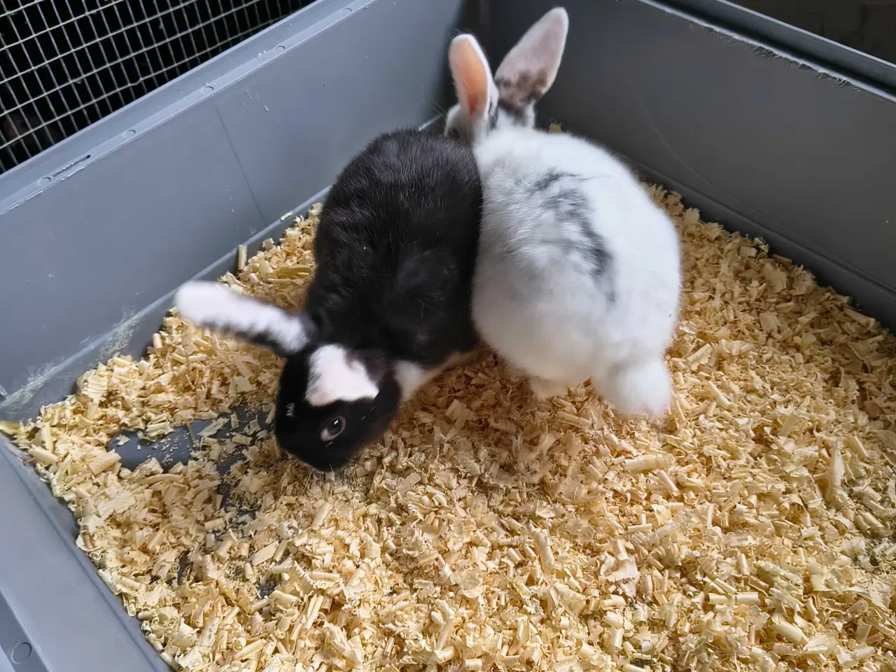 Billede 2 - Kaniner 