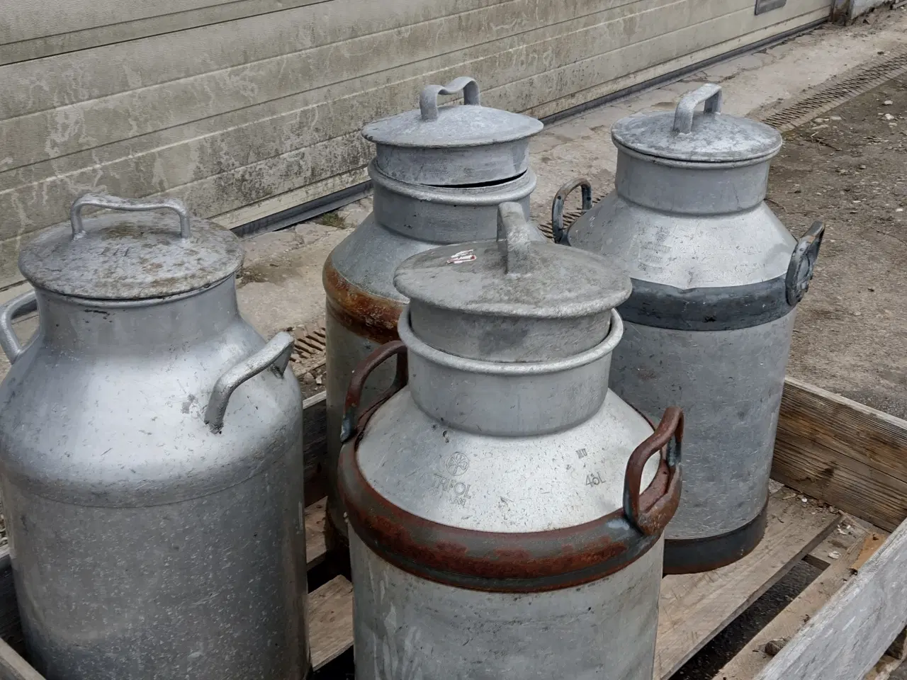 Billede 3 - Mælkejunger 