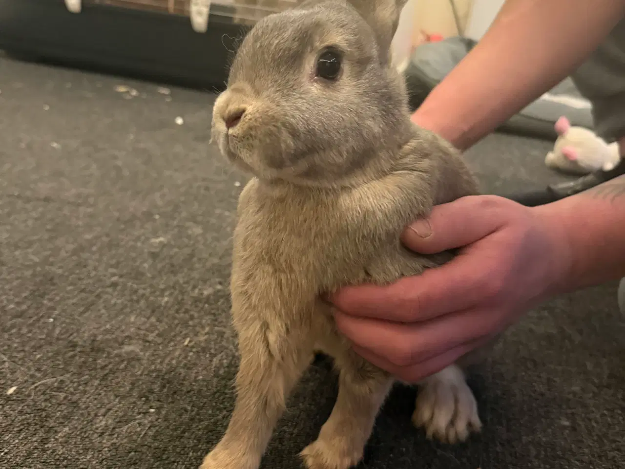 Billede 4 - Kanin