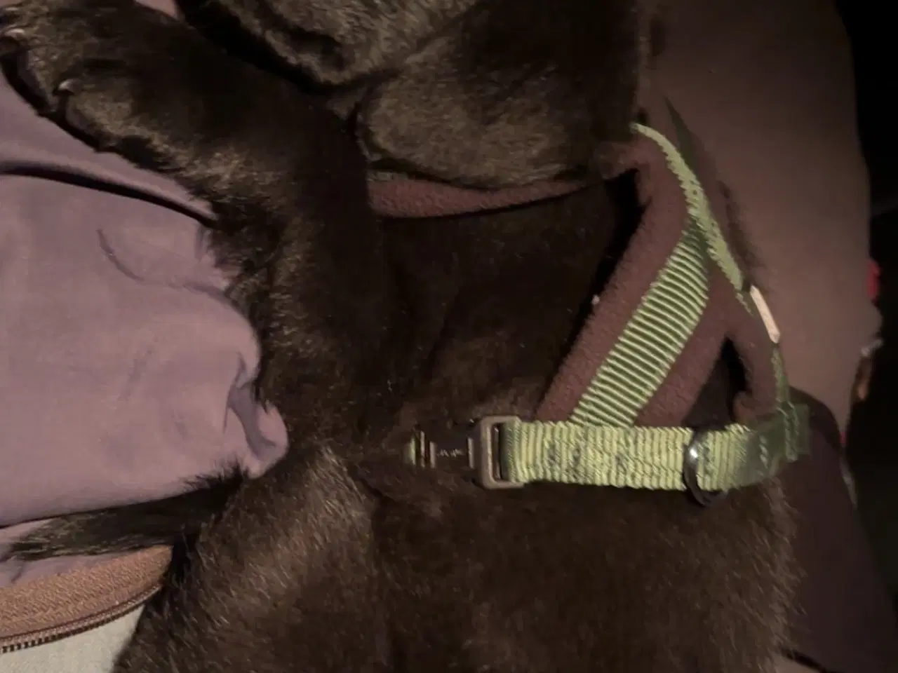 Billede 4 - Hvalp søger nyt hjem🖤