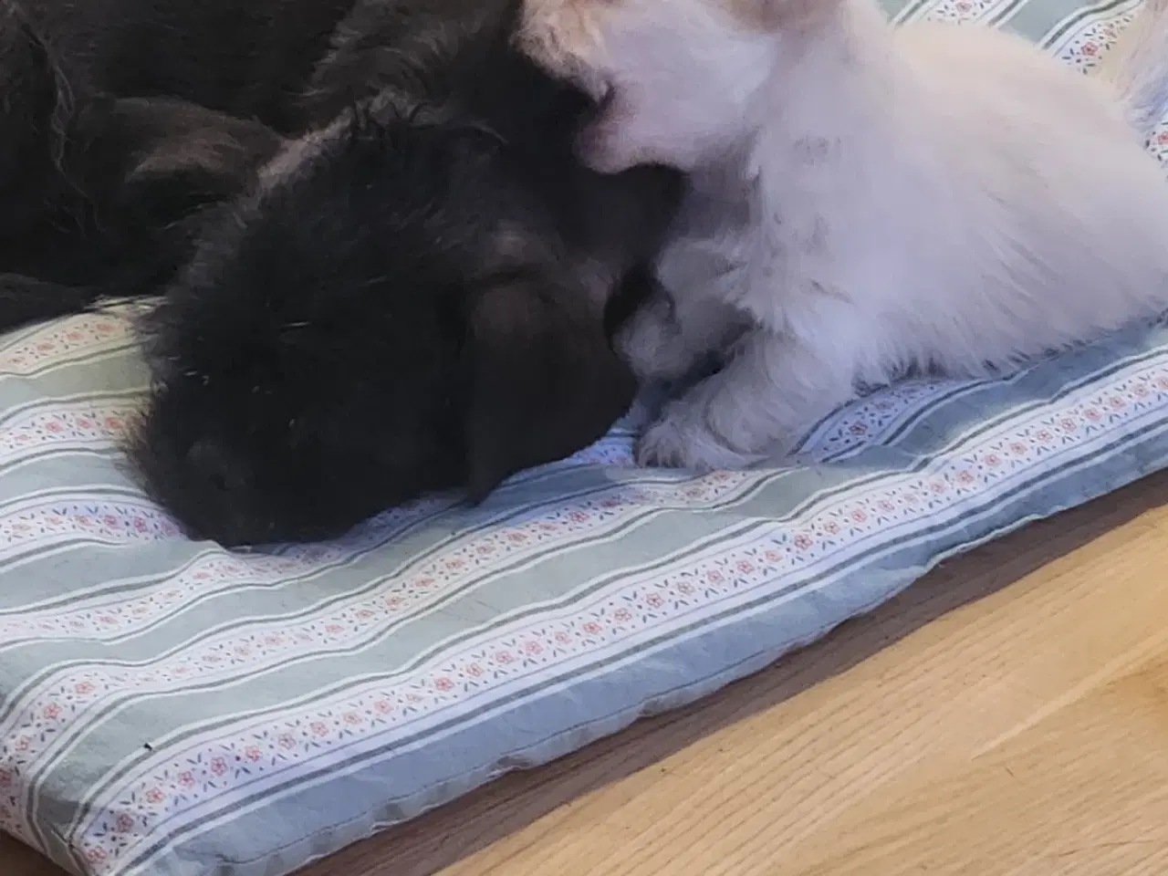 Billede 6 - Boomer dreng sælges