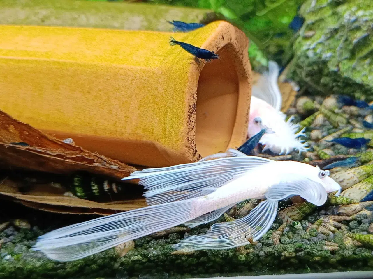 Billede 2 - Snow White Longfinn 