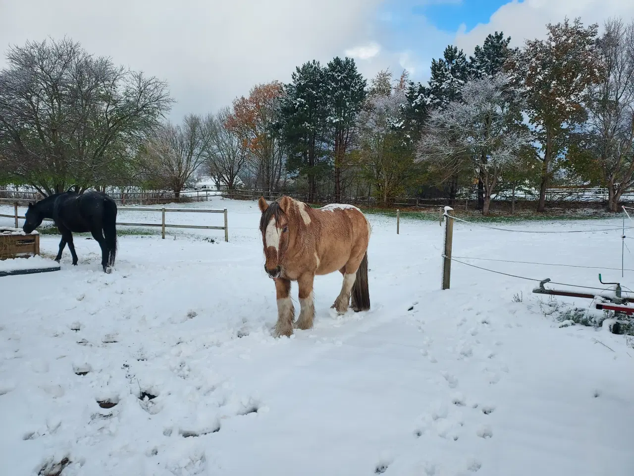 Billede 7 - Tinker/Irish cob