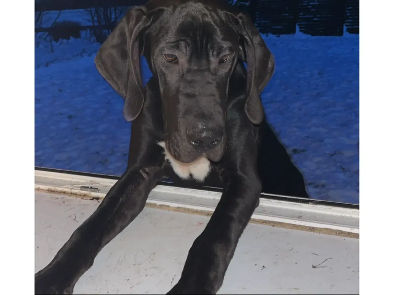 Billede 4 - Grandanois, irsk ulvehund, cane Corso hundehvalpe