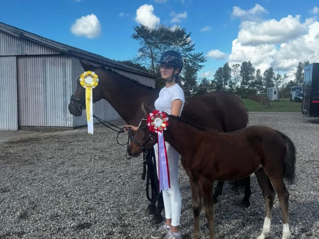 Billede 1 - ✨ Smuk unghoppe med topafstamning ✨ 