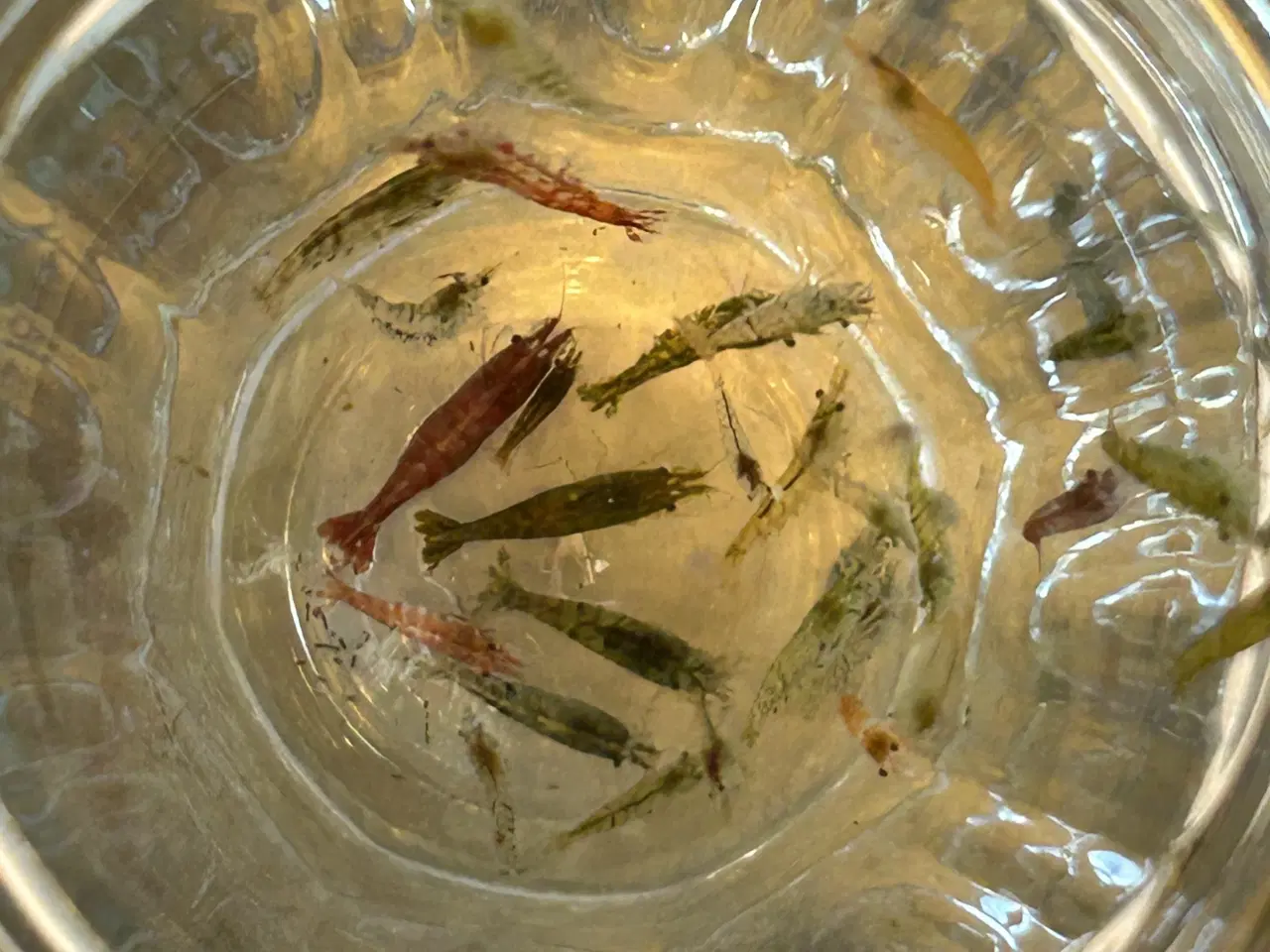 Billede 3 -  🦐 Neocaridina rejer – blandede 5stk | GLS