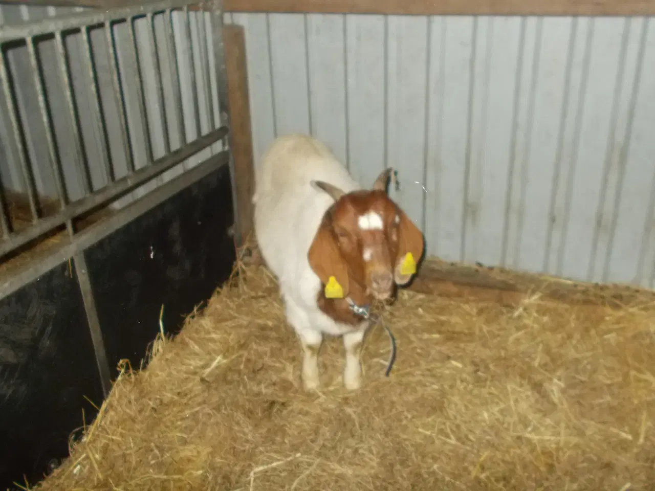 Billede 1 - boergeder