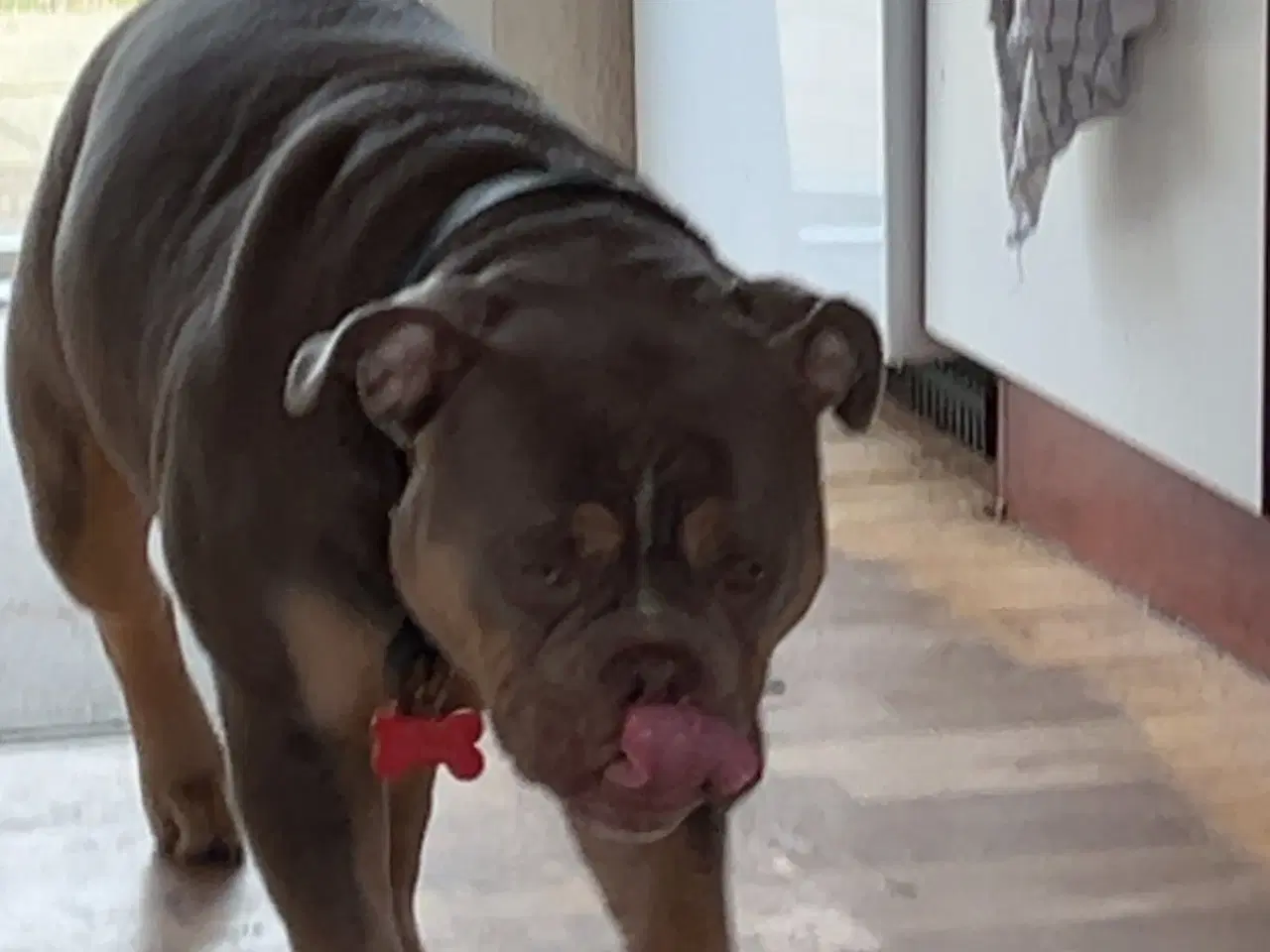 Billede 7 - Old english bulldog