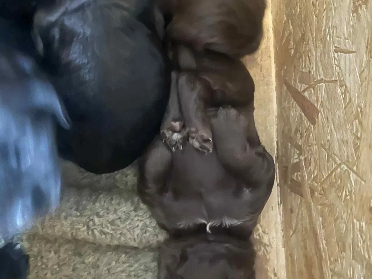 Billede 6 - Ft. Cocker spaniel hvalpe