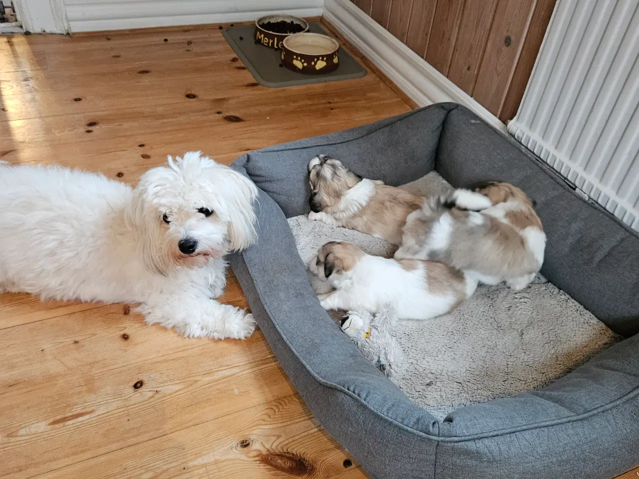 Billede 3 - Coton de tulear /malteser hvalpe sælges