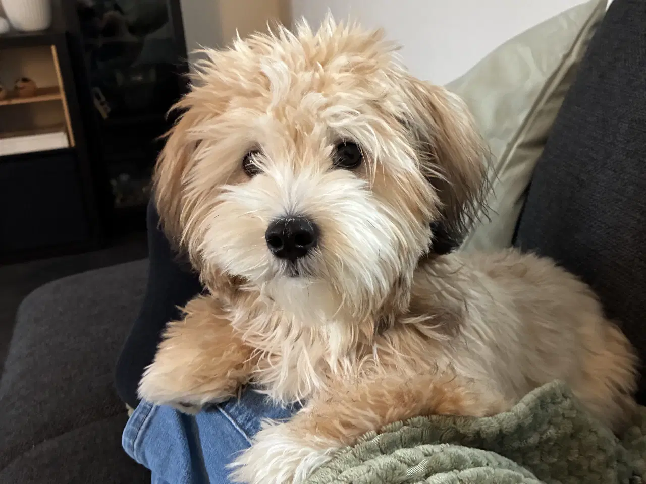 Billede 1 - Hund søger nyt hjem