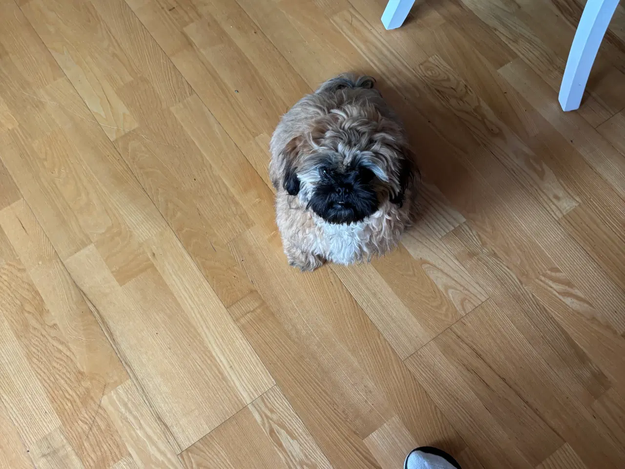 Billede 4 - Shih tzu  søger nyt hjem 