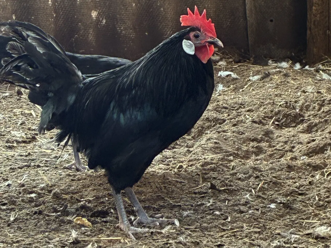 Billede 6 - Danske landhøns 