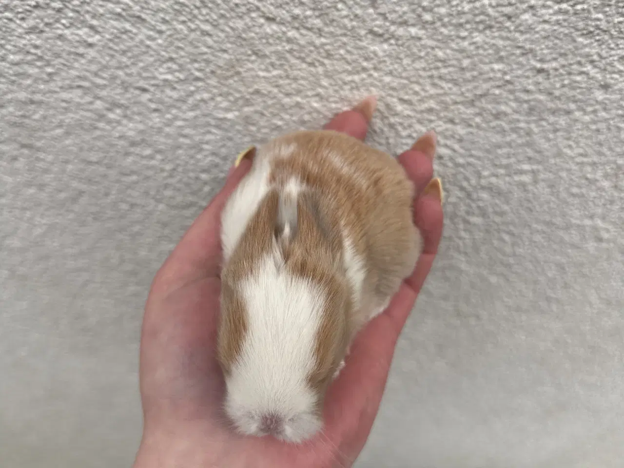 Billede 3 - Ægte minilop - PIGE - UDLANDSK 