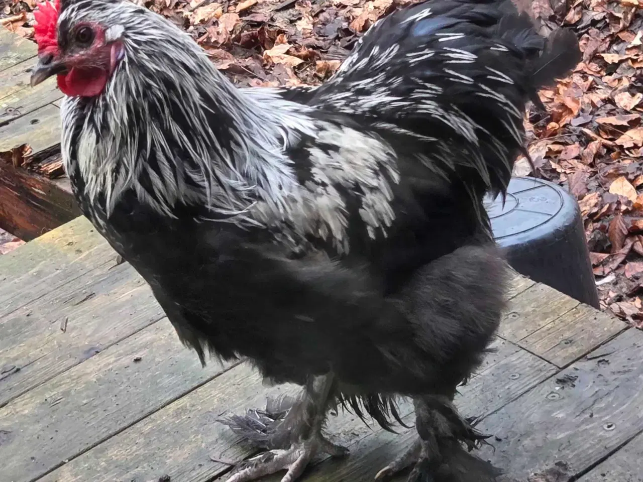 Billede 1 - Hane sort og hvid med fjer på benene