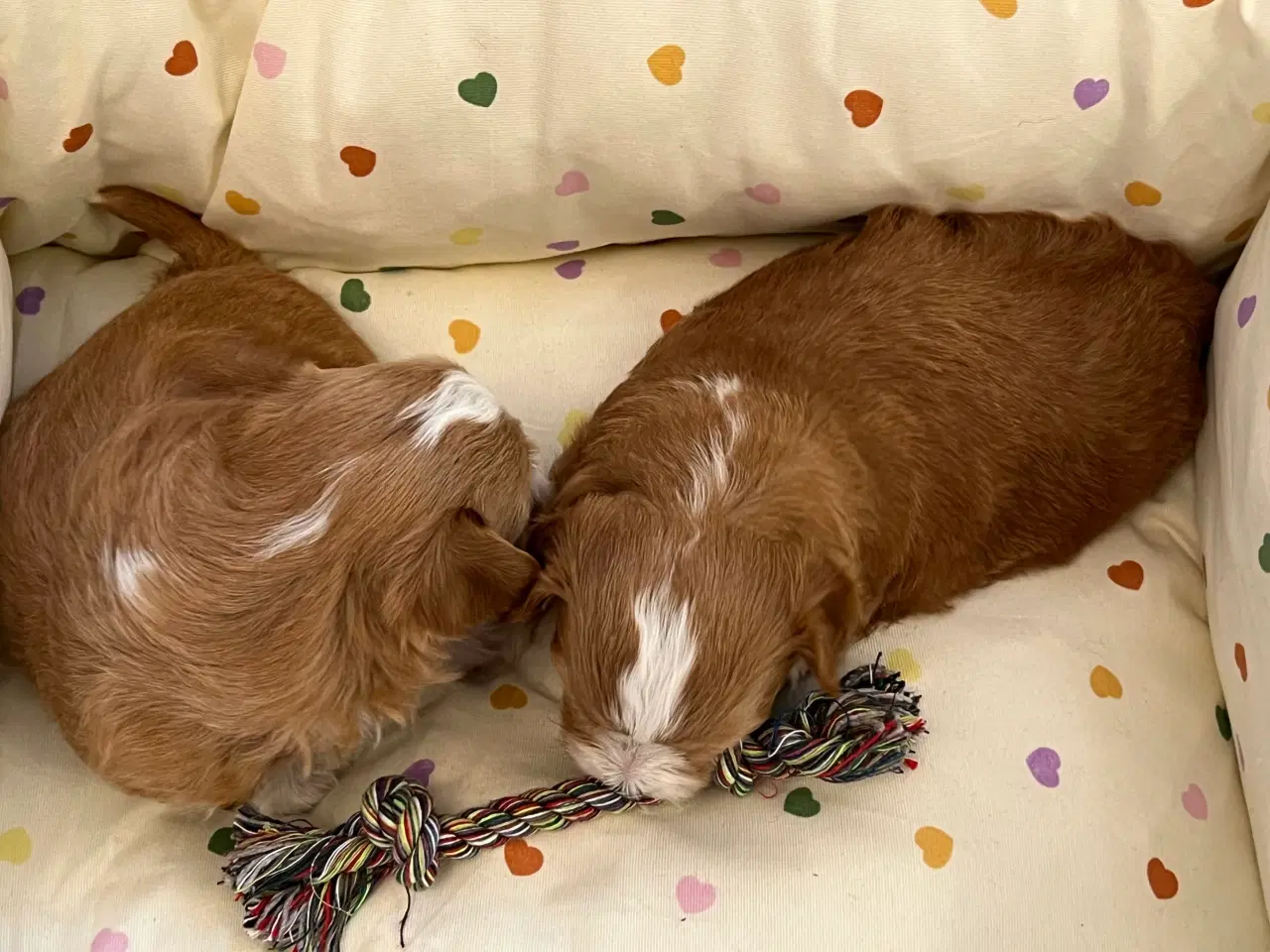 Billede 4 - 🧡Smukke & Søde Bichon Havanais 🧡