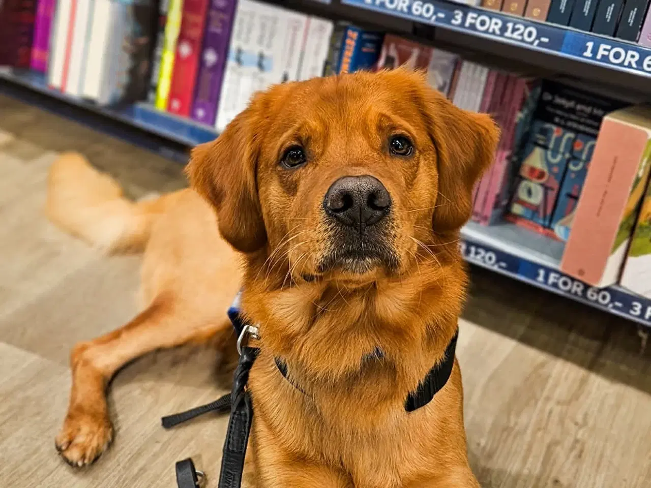 Billede 4 - Golden Retriever Stamtavle tilbydes til avl