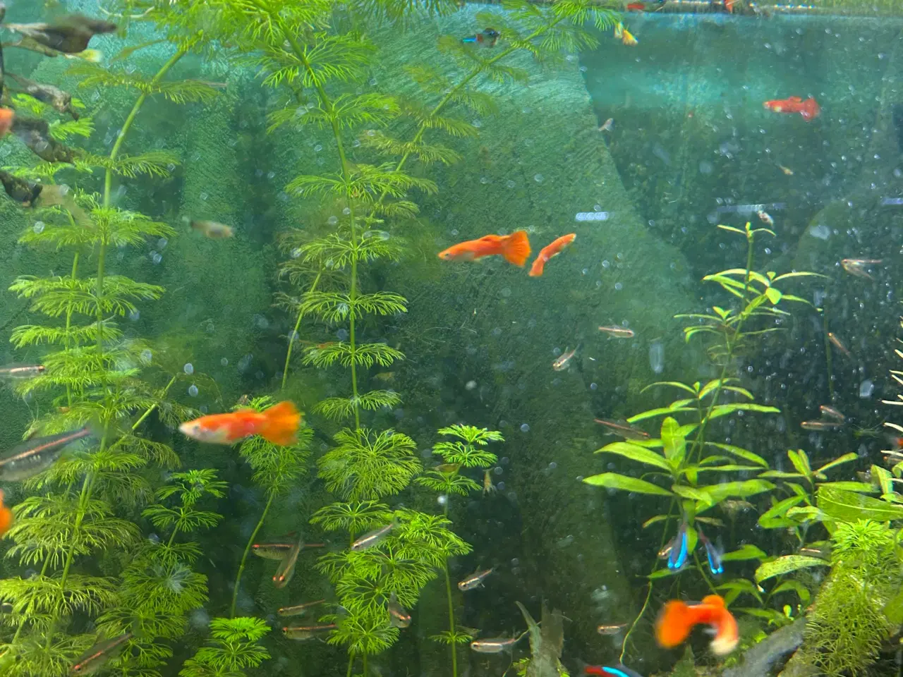 Billede 3 - 🐠 Guppyer – voksne i flotte farver | Afhentning