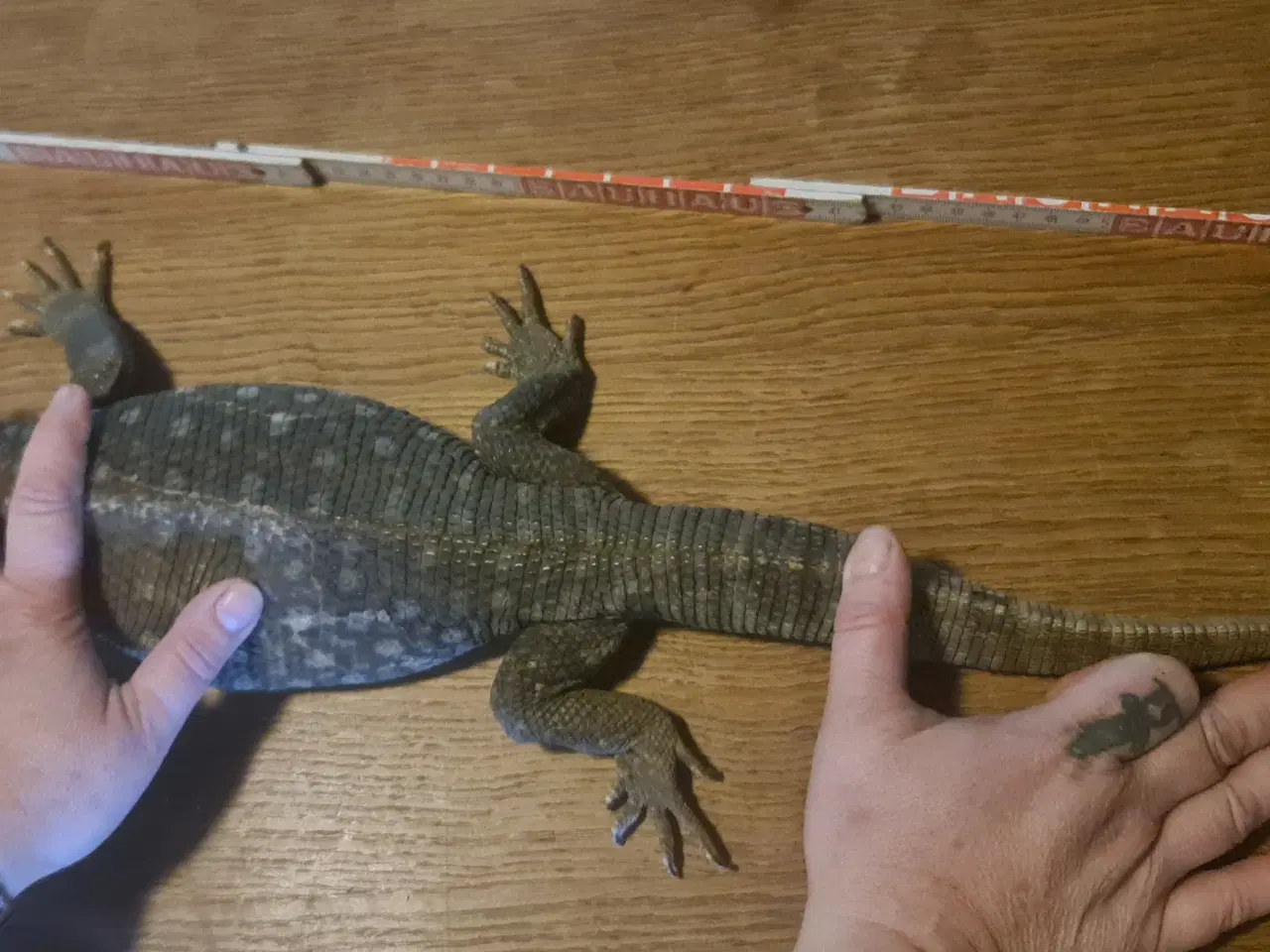 Billede 4 - Steppevaran (Varanus exanthematicus)
