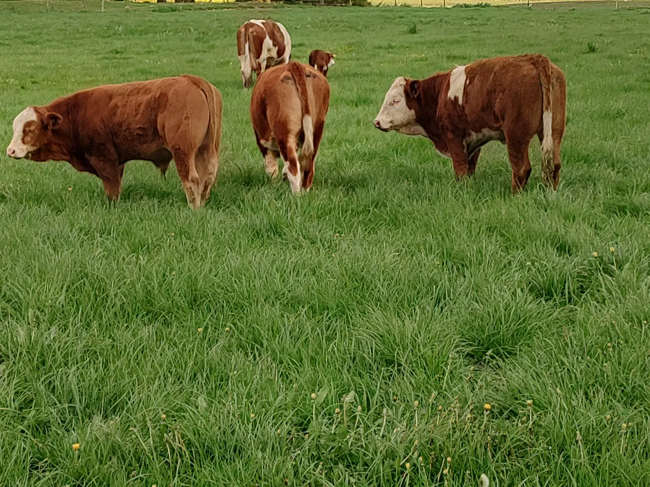 Billede 8 - Simmentaler 