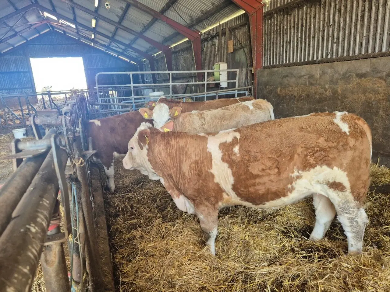 Billede 1 - Simmentaler kvier sælges