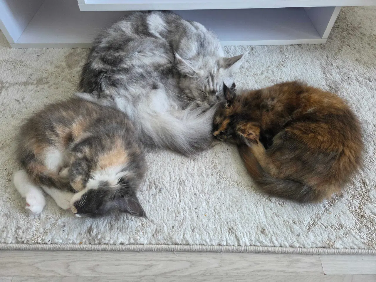 Billede 5 - To Maine coon hunkatte