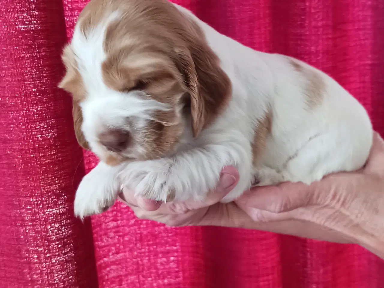 Billede 6 - Cocker spaniel hvalpe
