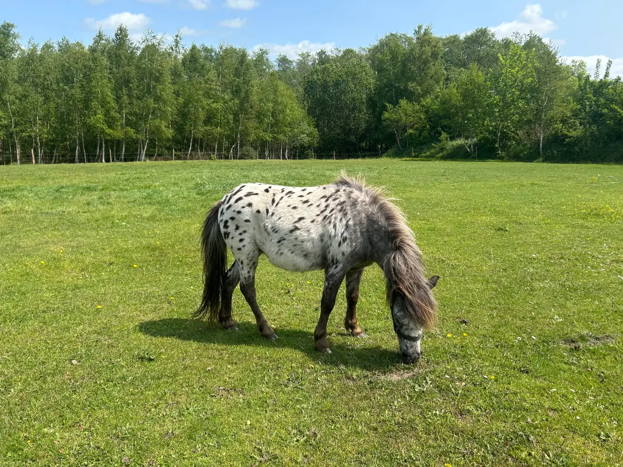 Billede 1 - Knabstrupper