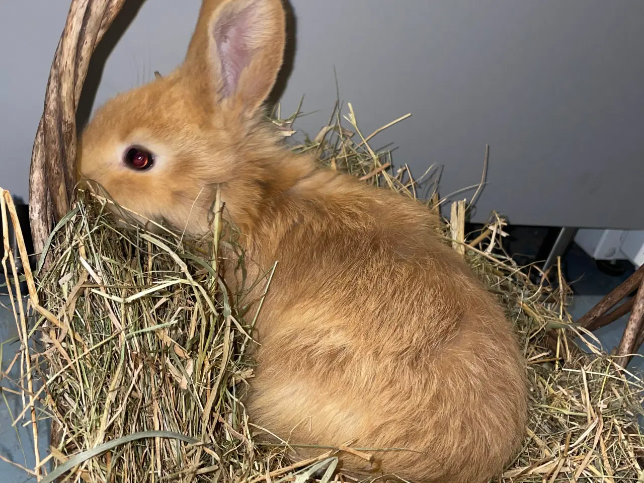Billede 8 - Kaniner 