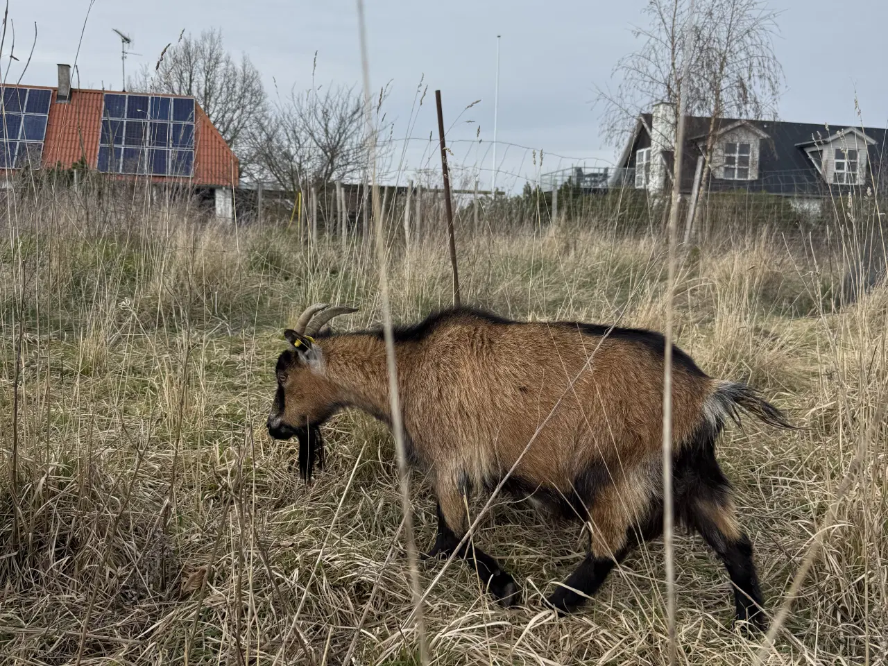 Billede 2 - Dværgged til selskabsged 