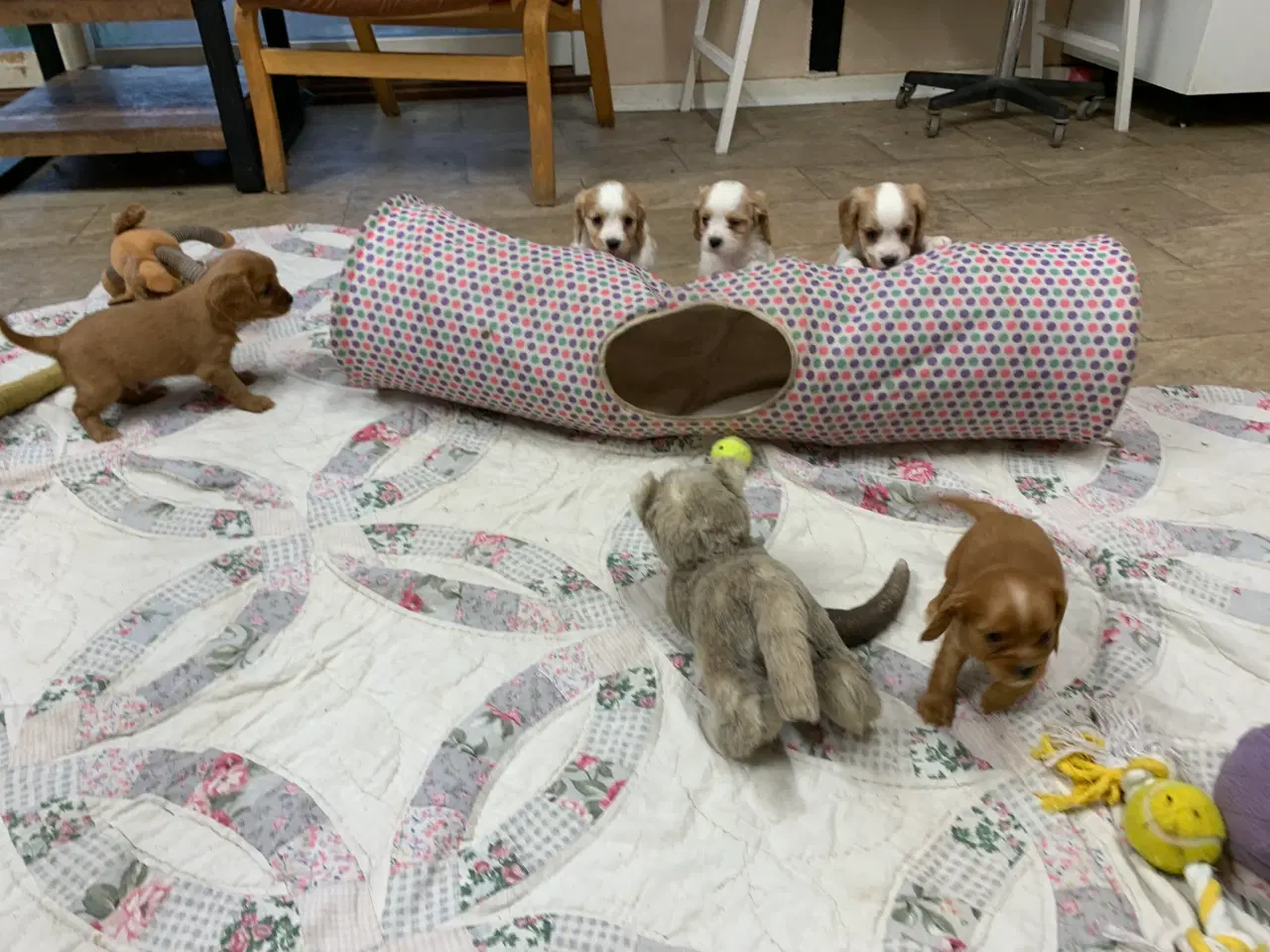 Billede 16 - De yndigste cavapoo babyer 