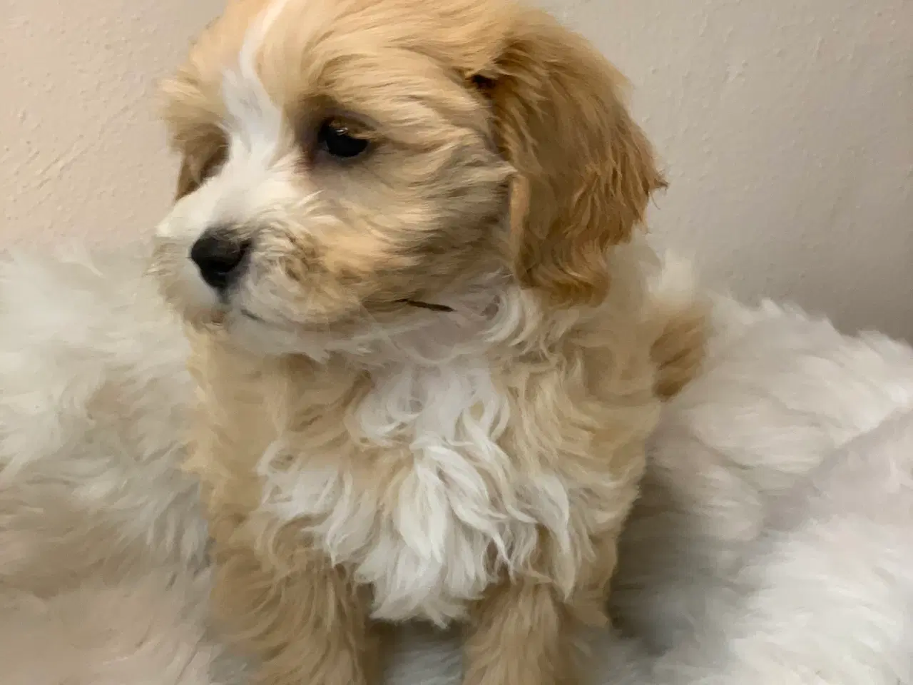 Billede 14 -  Maltipoo dreng er rejse klar nu!