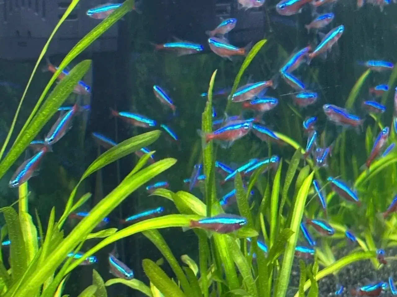 Billede 3 - Røde neon fisk