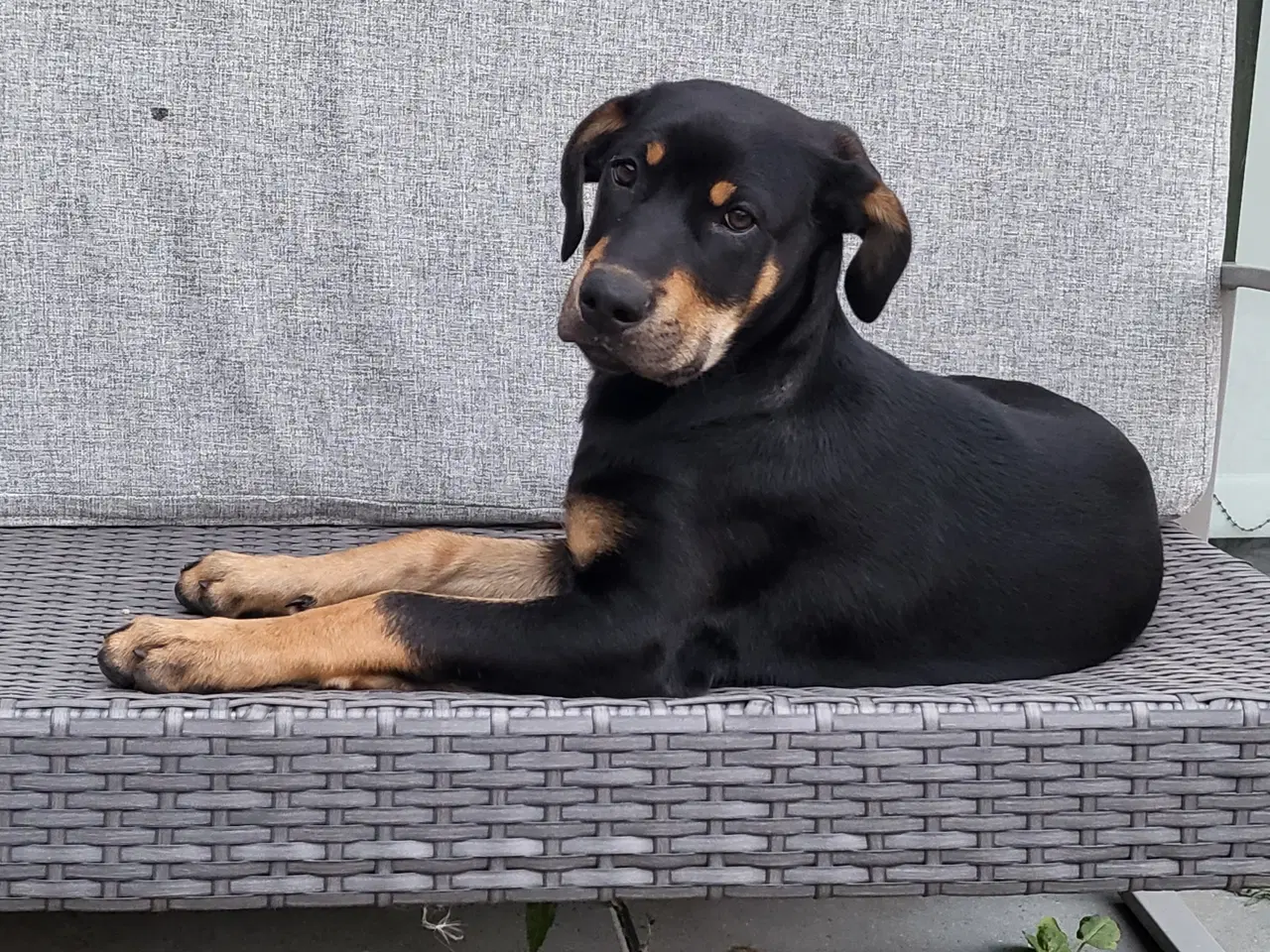 Billede 1 - Labrador blanding med dobermann 