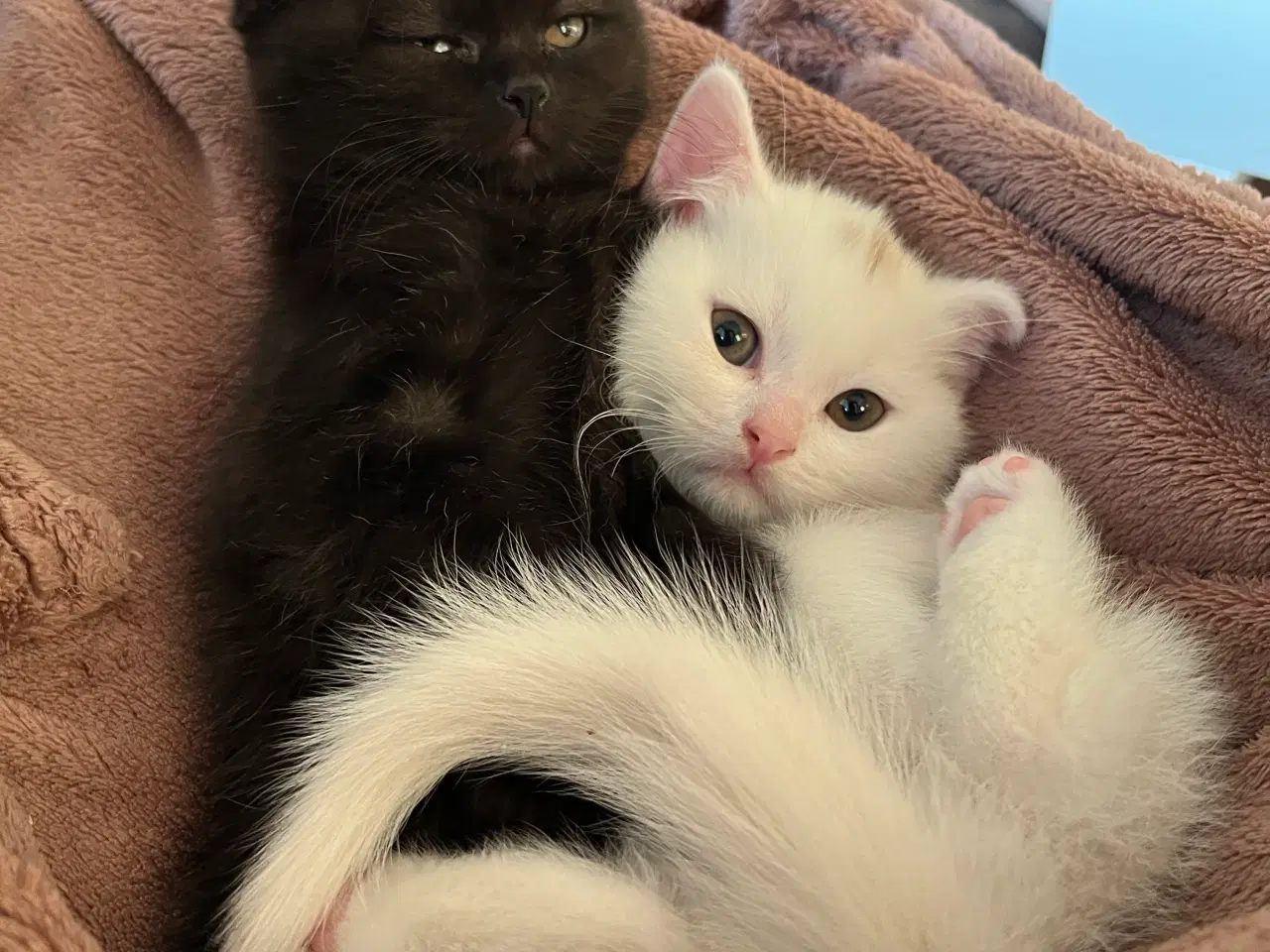 Billede 10 - British /scottish fold