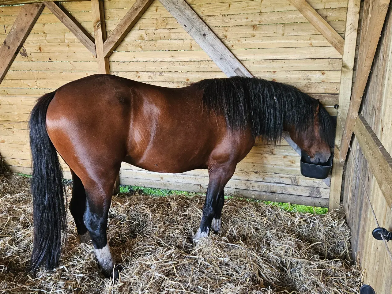 Billede 1 - welshpony hingst