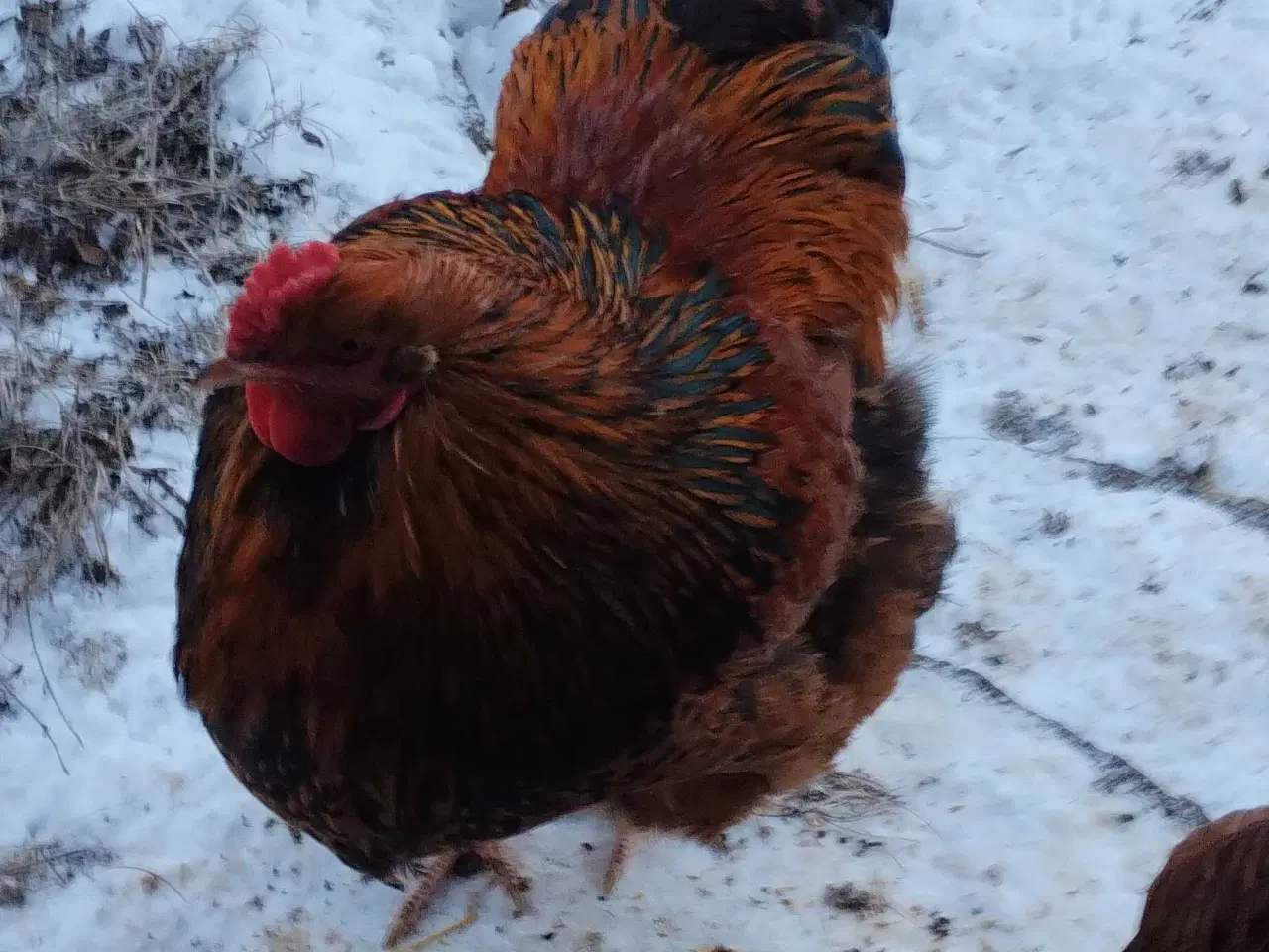 Billede 4 - Hane Brahma orpington mix 