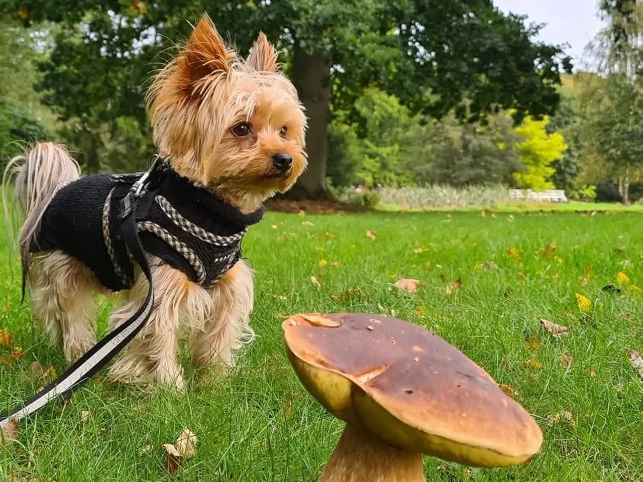 Billede 2 - 2 dreng og 2 pige Yorkshire Terrier