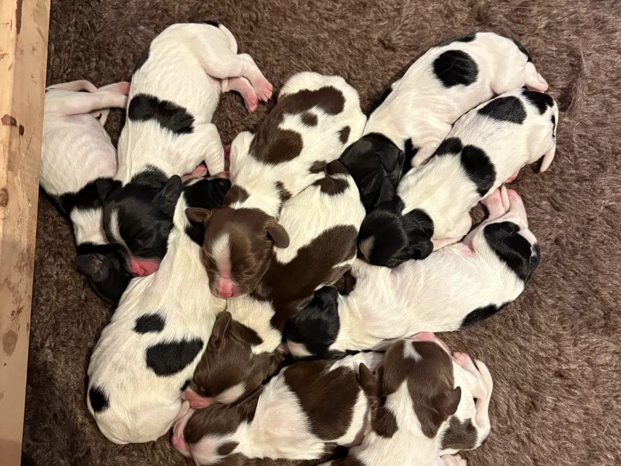 Billede 6 - FT Springer Spaniel med stamtavle 