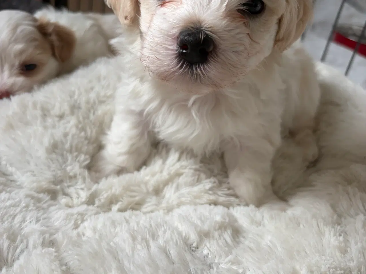 Billede 2 - Bichon Havaneser hanhvalp – Stambog Plus