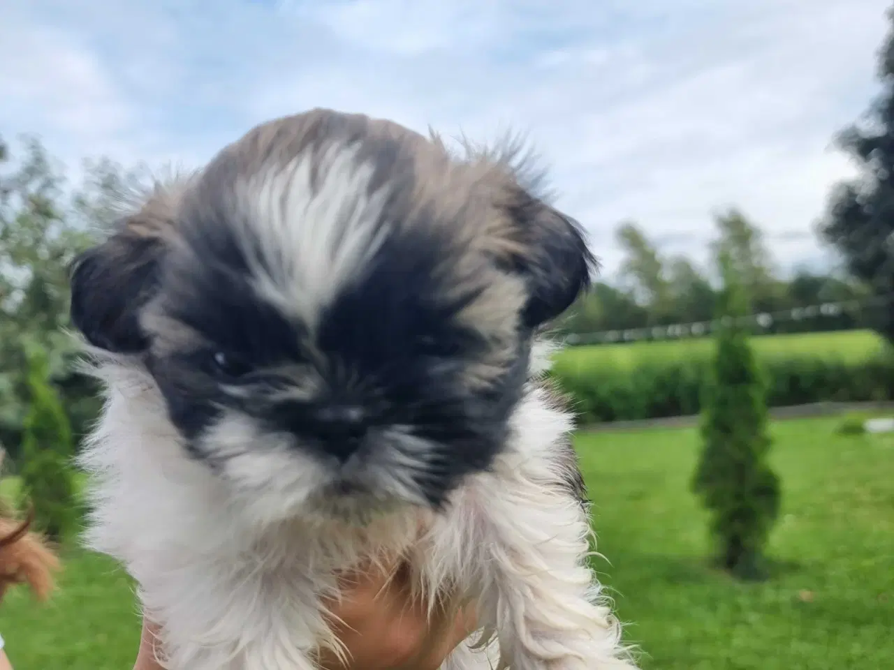 Billede 9 - Shih Tzu-hvalpe 