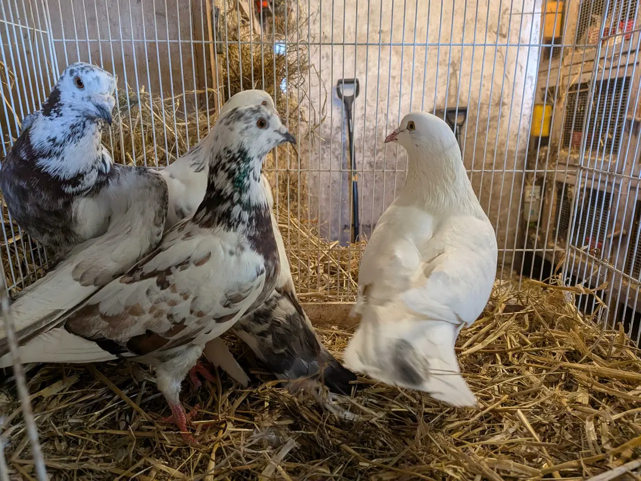 Billede 3 - 10 krydsning duer