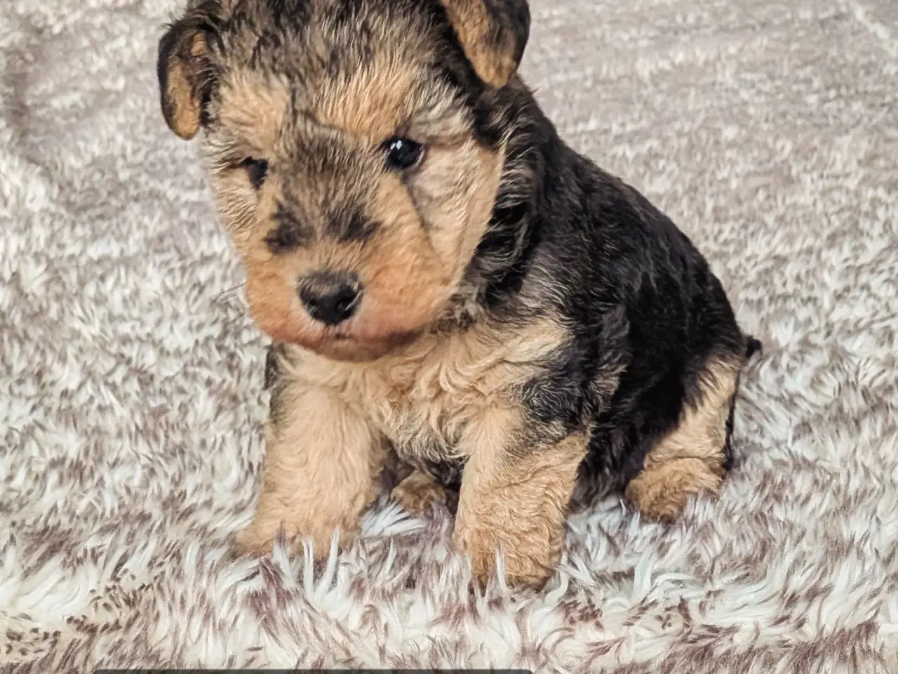 Billede 1 - Lakeland Terrier 