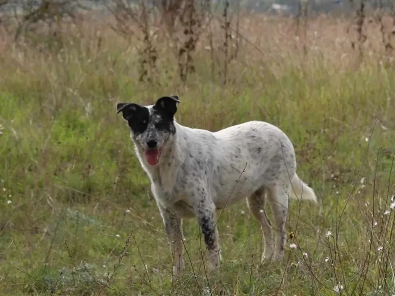 Billede 16 - Bella til adoption! 🩷