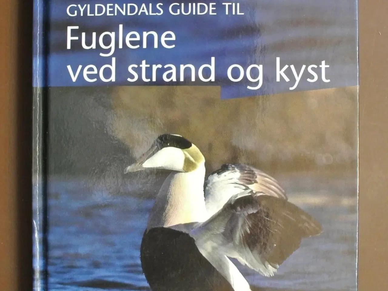 Billede 1 - fuglene ved strand og kyst, Af jens overgaard chri