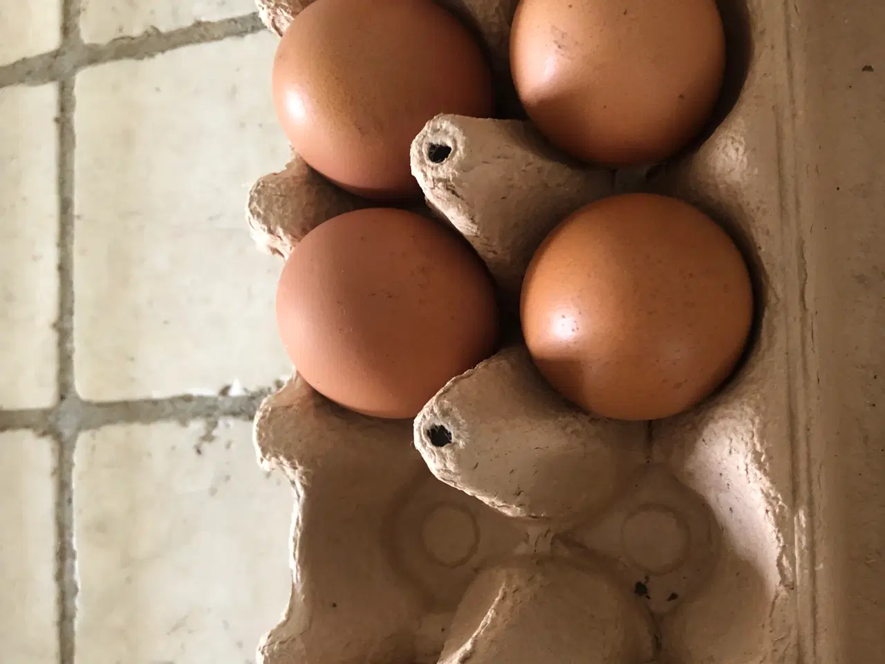 Billede 1 - Rugeæg Isa Warren eller brune italiener kryds