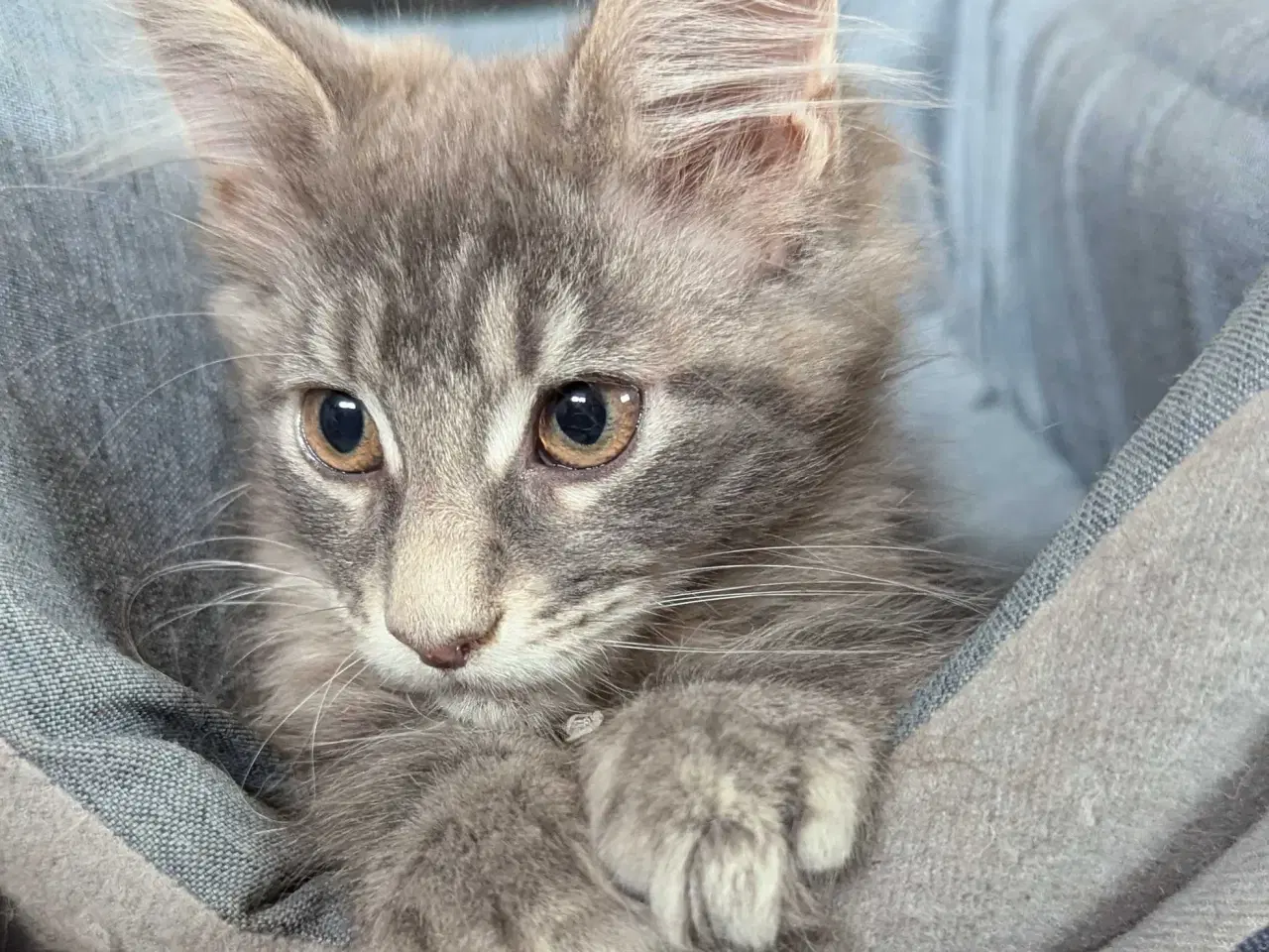 Billede 4 - Maine coon killinger med stambøger 