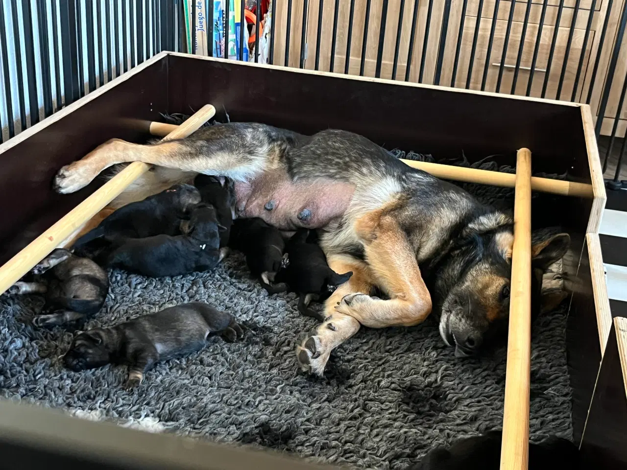 Billede 6 - Spændende hvalpe hos Kennel Team Dinona’s 