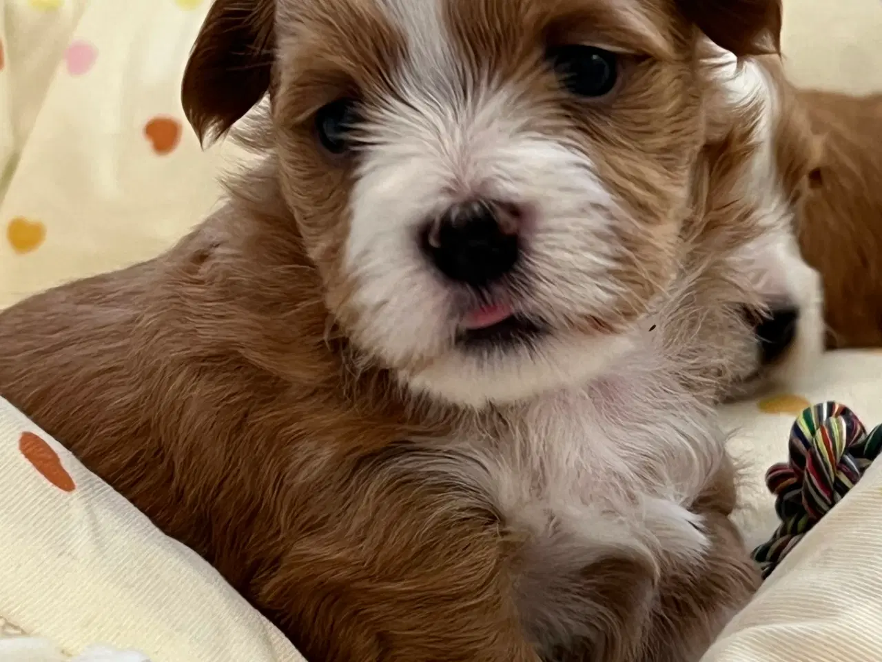 Billede 6 - 🧡Smukke & Søde Bichon Havanais 🧡