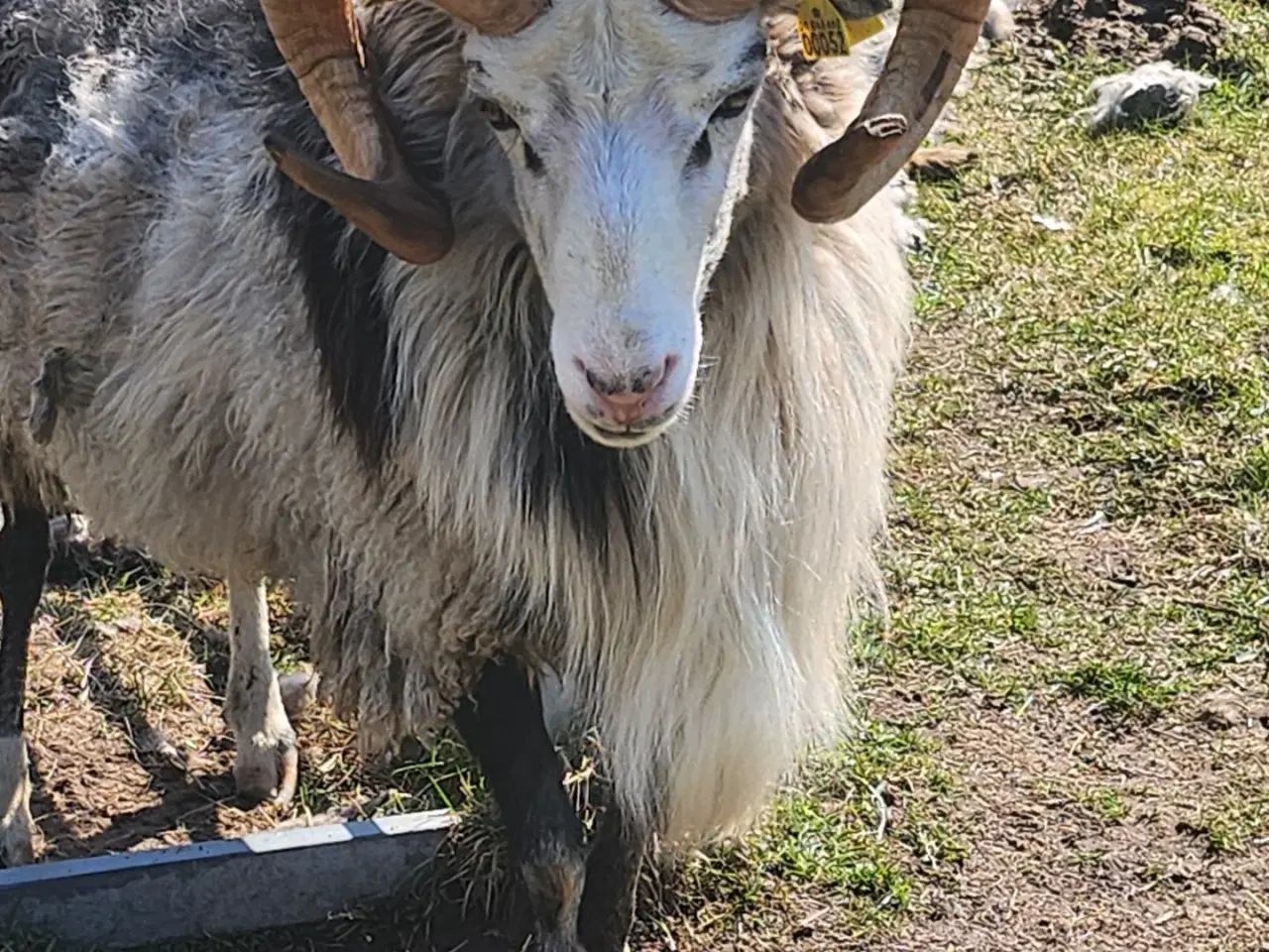 Billede 1 - Gute  Ung Vædder